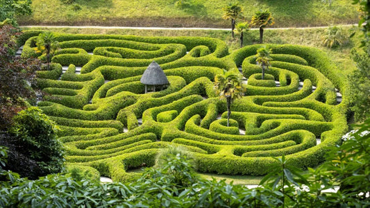 The Impeccable Logic of Madness: Re-examining Lewis Carroll's Wonderland