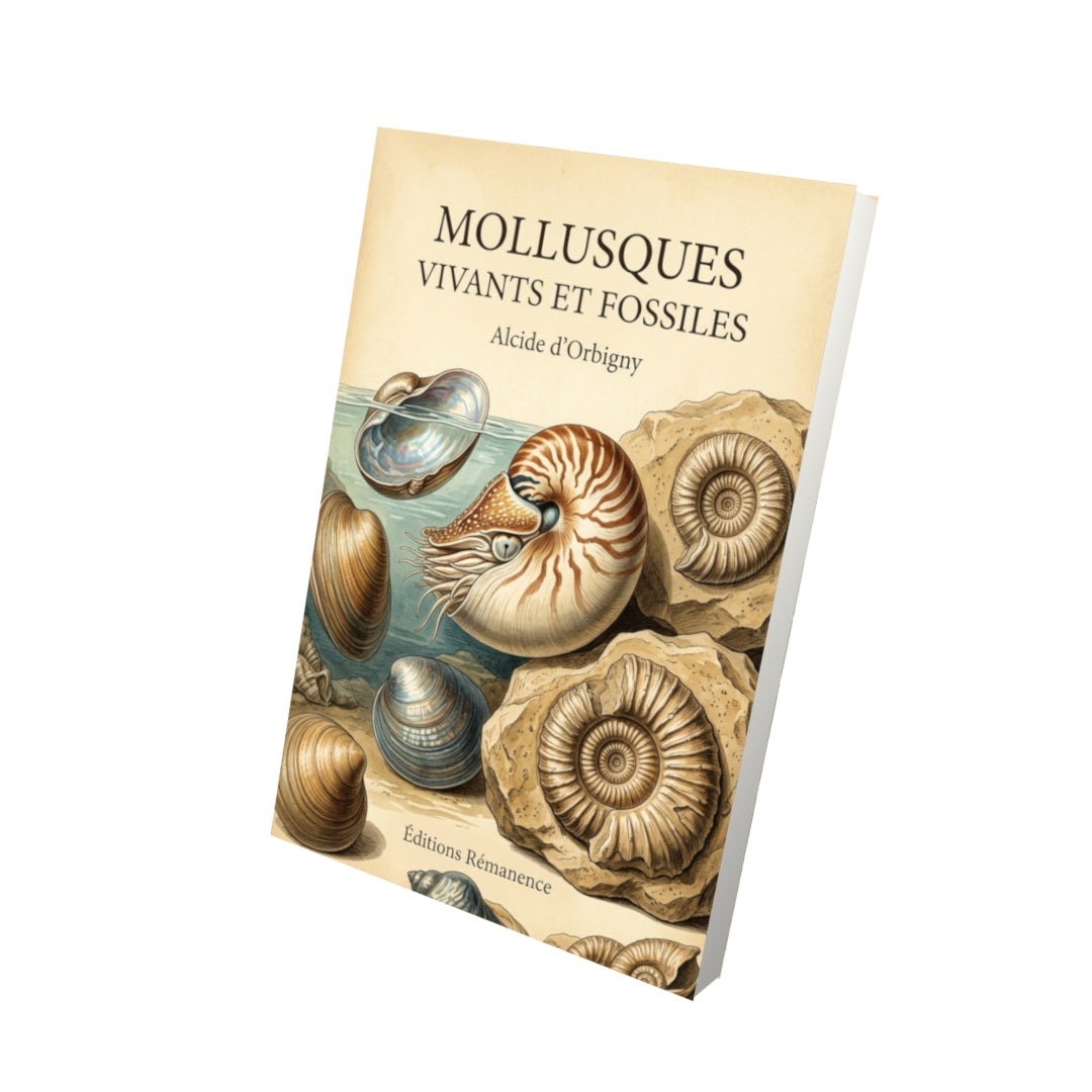 Livre Mollusques vivants et fossiles par Alcide d’Orbigny - Vue 3D - Editions Remanence